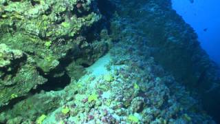 Moorea Deep Dive Highlights [upl. by Nellek]