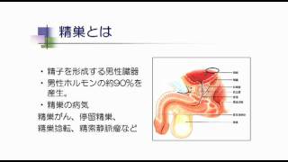 01精巣について 精巣腫瘍について知っておくべき12のこと [upl. by Talanian]