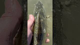 River Walleye Release [upl. by Sell]