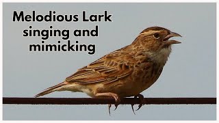 The Melodious Lark a southern African lark singing and mimicking other local bird species [upl. by Lebanna]