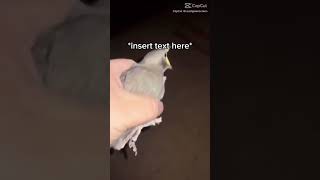 Bird screaming meme funny viral￼ [upl. by Ilil182]