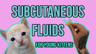 Subcutaneous Fluids for Young Kittens [upl. by Endaira540]