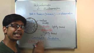 Euchromatin and hetero chromatin  structure and difference [upl. by Ebsen378]