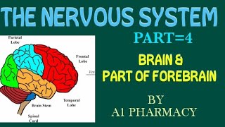 BRAIN AND PART OF FOREBRAIN [upl. by Atsyrc]