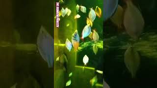 The RainbowFish Praecox OdieRainbowFish [upl. by Jerrilyn]