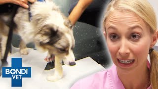 Dog Eats Bread Dough And It Rises In Its Tummy 😵 Bondi Vet Clips  Bondi Vet [upl. by Ardnassela]