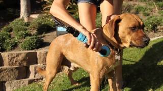 RinseKit Portable Shower for Your Pet  A Dog Wash You Can Take Anywhere [upl. by Enicnarf177]