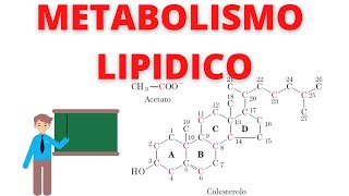 metabolismo lipidico biochimica guida completa [upl. by Eniamej]