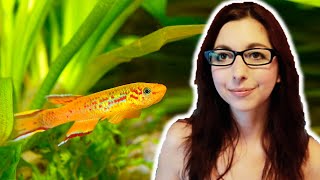 Killifish Beginner Care Guide  Get To Know The Killifish [upl. by Gorey569]