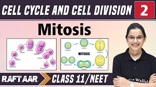 Cell Cycle and Cell Division 02  Mitosis  Class 11NEET  RAFTAAR [upl. by Cornelia600]