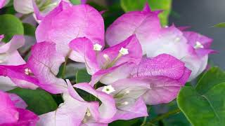 Step By Step To Caring Bougainvillea  Gardening Tips [upl. by Fanechka489]