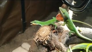 My Green Anoles Hunting At Their Favorite Spot Free Roam Reptiles [upl. by Nitsud]