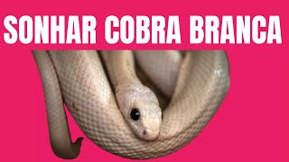 SIGNIFICADO DE SONHAR COM COBRA BRANCA [upl. by Hildie]