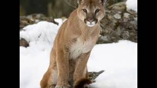 Cougar Growls Real Sounds [upl. by Atalaya887]