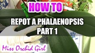 How to repot a Phalaenopsis Orchid Part 1 [upl. by Crudden738]