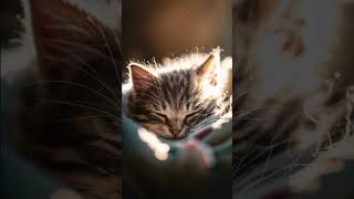 ASMR 🐈🐱The Purring of a Sleeping Kitten asmr catsounds asmrsounds purringcat [upl. by Neve]