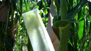 Keeping OP Corn Using Hand Pollination [upl. by Yrrep]