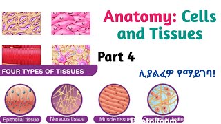 Anatomy Cells and tissues General Histology Helpful Video Lecture with Amharic Speech Part 7 [upl. by Salsbury]