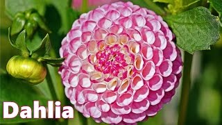 Dahlia Varieties 🌸 75 Beautiful Dahlias  Flower [upl. by Adelheid]