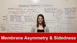 Membrane Asymmetry and Sidedness [upl. by Germain]