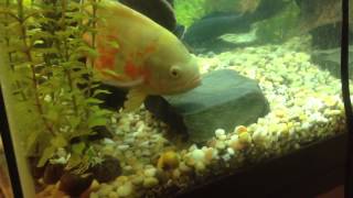 Oscar fish eats a large snail while feeding [upl. by Marietta]