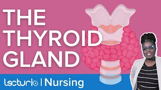 Thyroid Gland Where Is It Located and What Does It Do  Lecturio Nursing Physiology [upl. by Fortuna]