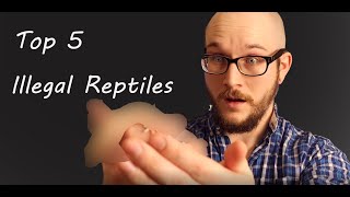 The Top 5 Most Illegal Reptiles In The World  Part 1 [upl. by Beyer]