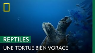 Cette tortue peut manger jusquà 200 méduses pour satisfaire son appétit [upl. by Frankhouse]