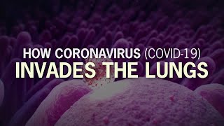 The Coronavirus Explained amp What You Should Do [upl. by Shalne415]