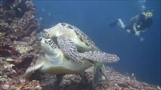 Green Turtles mating  Accouplement de tortues vertes [upl. by Losse]