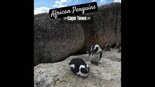 African Penguins Boulders Beach  Cape Town🇿🇦 [upl. by Shadow93]