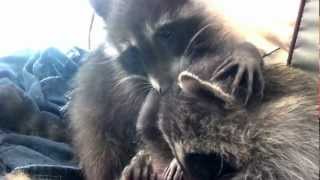 My raccoons purring so loud they are vibrating lol [upl. by Oiragelo]