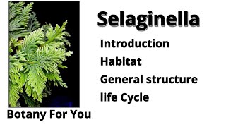 What is Selaginella Introduction habitat structure and Life cycle Botany For You [upl. by Balch]