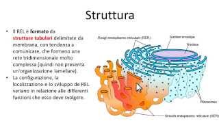 Reticolo endoplasmatico liscio REL [upl. by Ettenaj856]