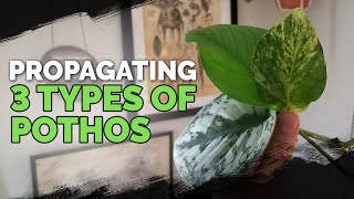 Propagating 3 Types of Pothos via Water Cuttings Foolproof Method 🌱 [upl. by Islaen]