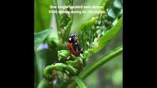 Ladybird beetle is having feast on Aphids Entomology class [upl. by Ledda]