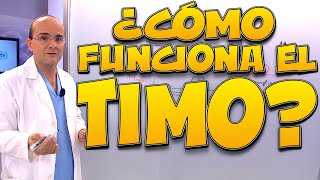 TIMO ¿cómo funciona  Cuerpo Humano 5 [upl. by Aneekal]