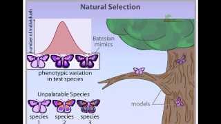 Natural Selection animation stabilizing disruptive and directional selection [upl. by Odraboel]