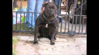 Black American Bulldogs [upl. by Eden]