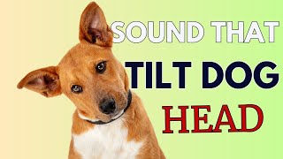 9 Sounds That Make Dogs Tilt Their Head GUARANTEED [upl. by Birkle]