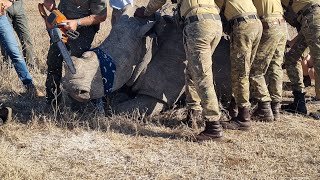 Dehorning a rhino in less than 30 minutes [upl. by Adnilreh431]