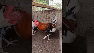 whitehackle gamefowl rooster gamefowlbreeder gamefowlbreeding gallosdecombate [upl. by Noiek]