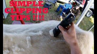 Simple Show Cattle Clipping Tips [upl. by Nims955]