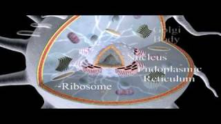 Cell Structure Overview  Cell Biology [upl. by Mistrot]