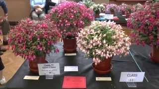 British Fuchsia Show Midland 2014 [upl. by Eda]