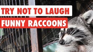 Try Not To Laugh  Funny Raccoon Video Compilation 2017 [upl. by Citron]