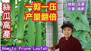 【丝瓜种植】丝瓜高产要修剪，一剪一压，产量翻倍。有经验的农艺师都这样做，修剪，压蔓，引蔓，施肥 How to Prune LoofahLuffa [upl. by Amian596]