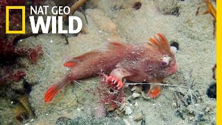 Rare Red Handfish Colony Discovered in Tasmania  Nat Geo Wild [upl. by Natasha435]