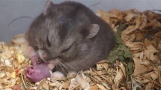 Hamster Giving Birth [upl. by Bay]