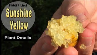 Sunshine Yellow Grafted Finger Lime Fruit Tree in Australia [upl. by Wyne]